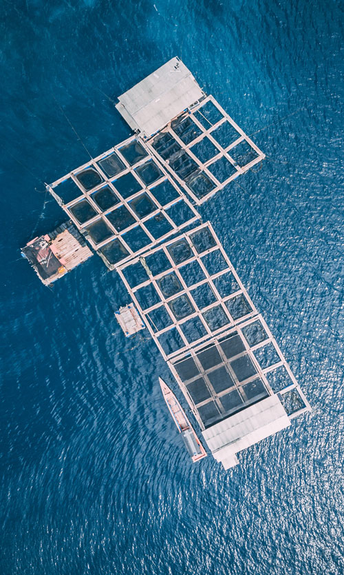 aquacul--fish-image-2