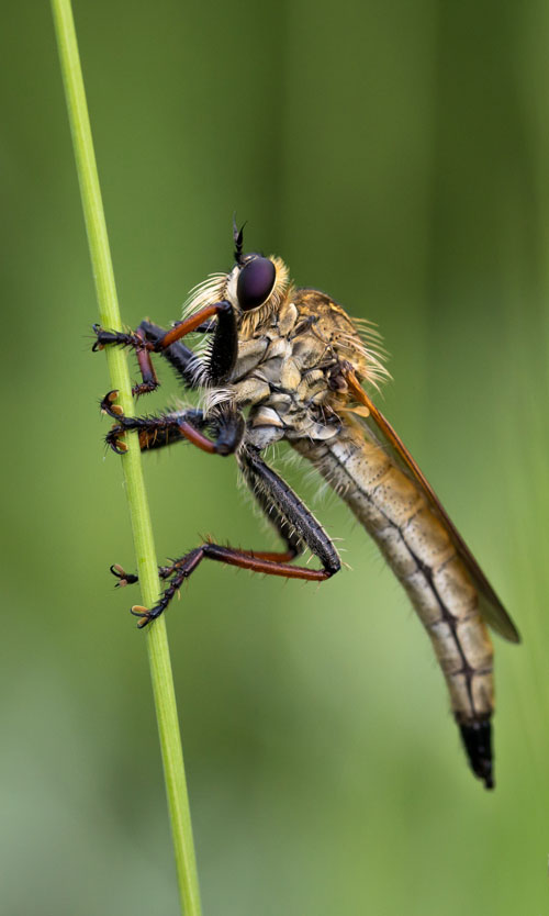 mosquito-control-side-image2