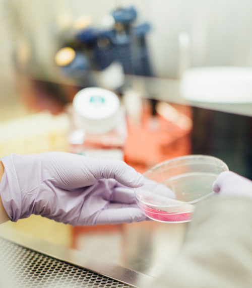 immune-sys-image1 es